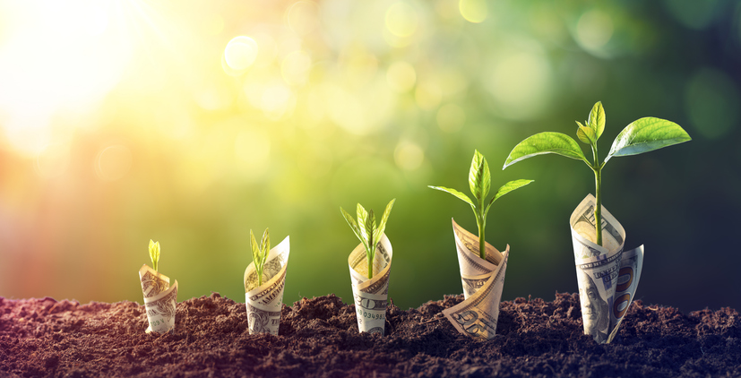 Money planted in ground and growing in height
